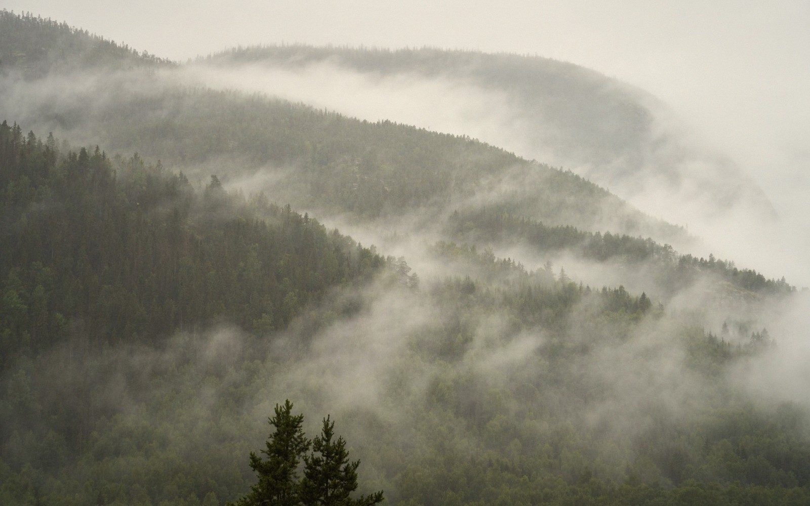 Bob Ross and the Joy of Wet-on-Wet